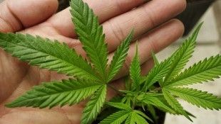 Marijuana_Cannabis