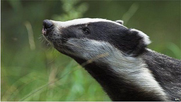 Badger cull set to fail for second year running