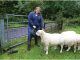 Sheep munch through £4,000 in cannabis plants dumped on farm