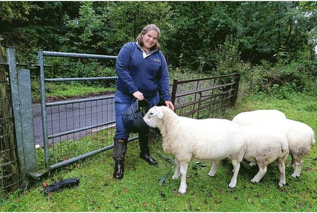 Sheep munch through £4,000 in cannabis plants dumped on farm