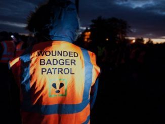 Badger cull set to fail for second year running