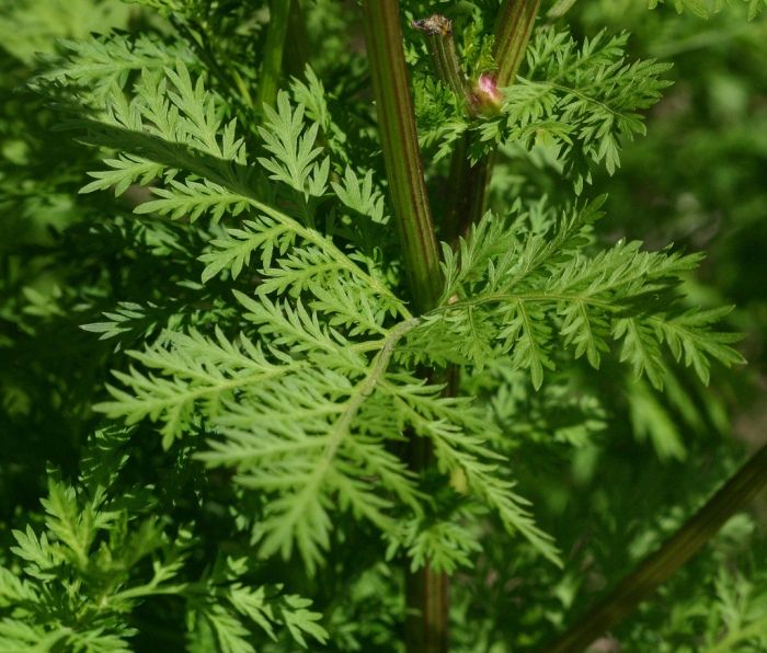 “Sweet wormwood” or “Artemisia Annua” derivative, was used in Chinese medicine and it can kill 98% of lung cancer cells in less than 16 hours.