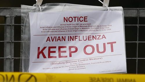 Emergency measures announced to contain bird flu in Britain and the Netherlands