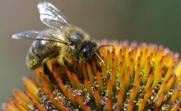MPs raise concern over tests on pesticides linked to bee deaths