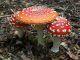 Magic mushrooms discovered in Buckingham Palace gardens