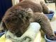 Koala mittens needed to help bushfire victims with burnt paws