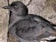 Scientists puzzled by mass deaths of seabirds