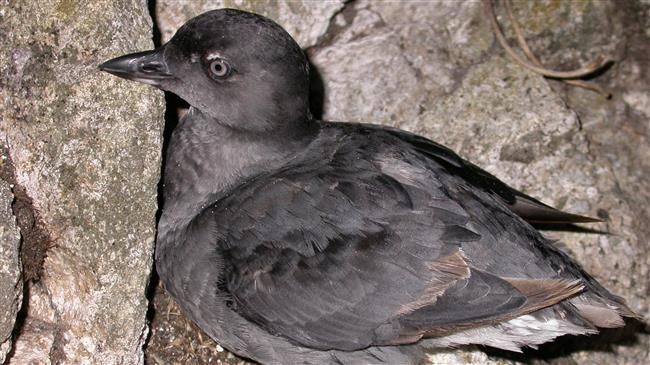Scientists puzzled by mass deaths of seabirds