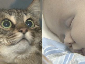 Homeless cat praised for saving abandoned baby