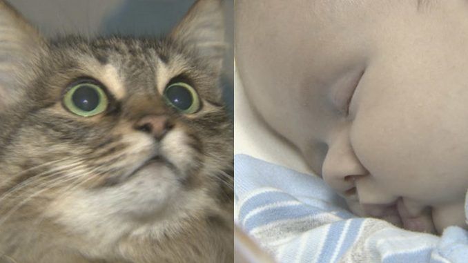 Homeless cat praised for saving abandoned baby