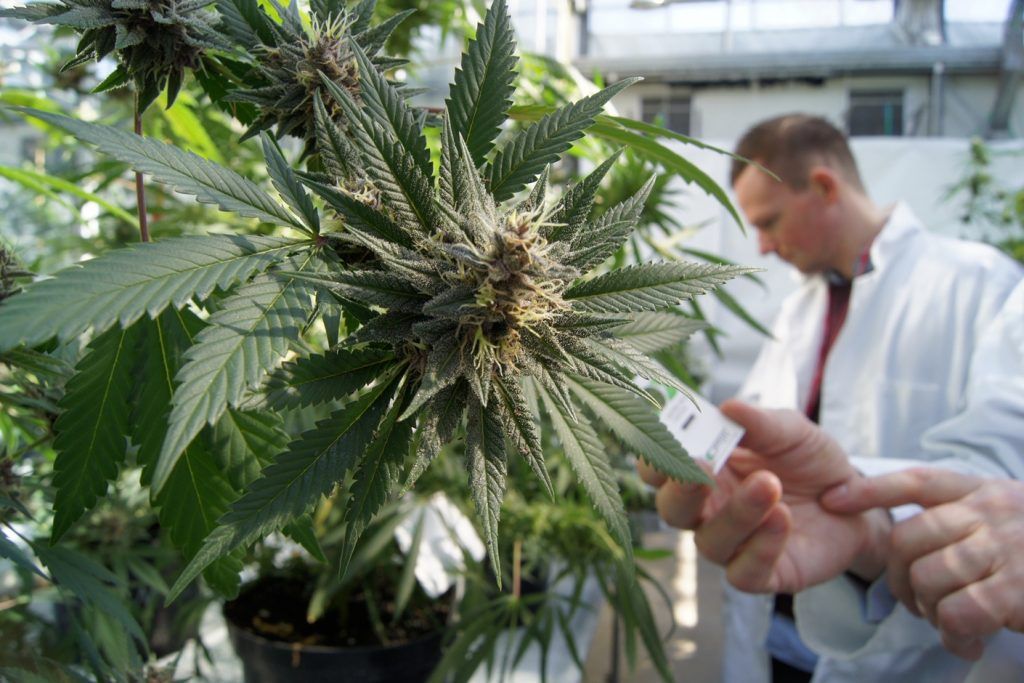 Drug Company Will Soon Hold Patent On THC, CBD As Cancer Cures