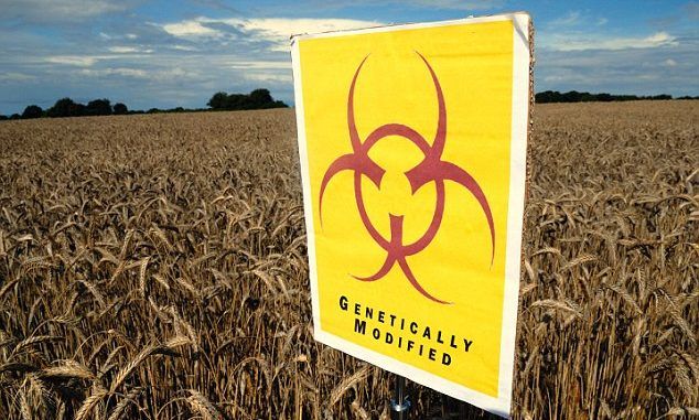 EU set to allow controversial GM crops to be grown in Britain