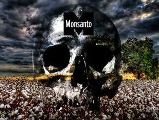 USDA Approves New Monsanto Cotton And Soy Crops
