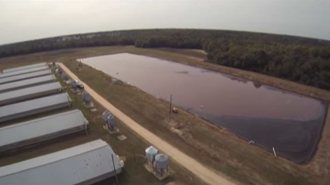 Drones Expose Smithfield Foods Factory Farms