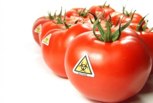 Biopiracy: Monsanto Tries Patenting Natural Tomatoes