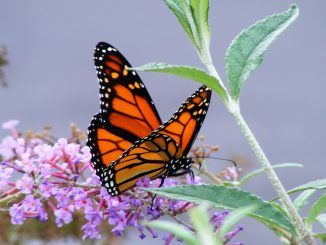 Monarch butterfly on verge of extinction because of Monsanto herbicide