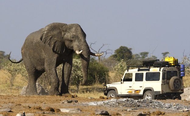 African Elephant _ Botswana