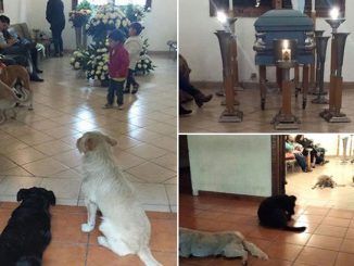 Stray Dogs Show Up At Funeral Of The Woman Who Used To Feed Them