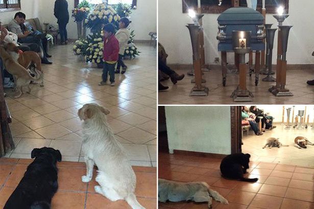 Stray Dogs Show Up At Funeral Of The Woman Who Used To Feed Them