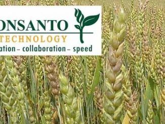 Monsanto Fined for ‘Genetically Contaminating Wheat Supply’