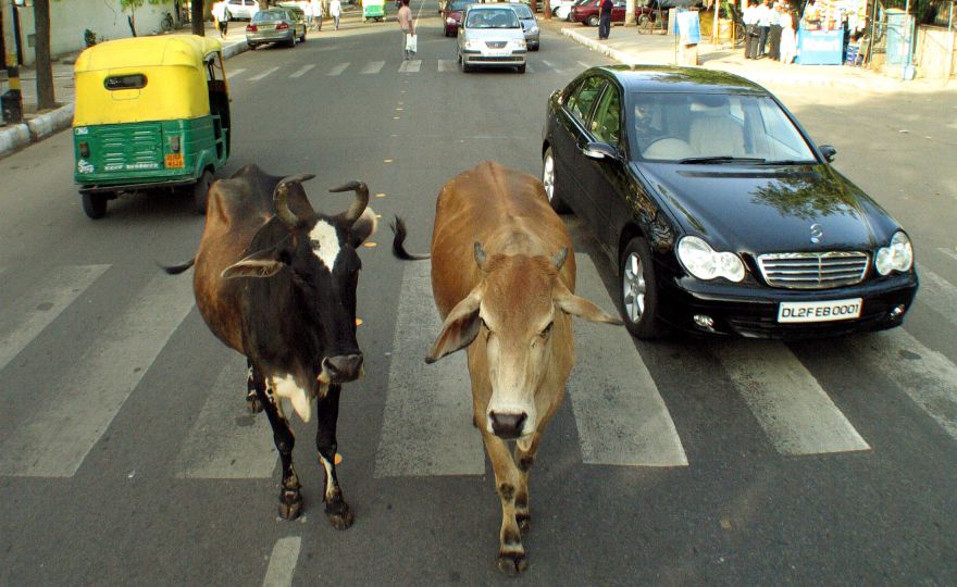 Cows_India