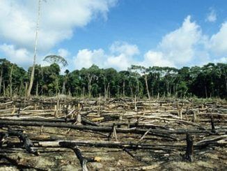 The division of earth's habitats into smaller and more isolated patches has left the planet with no real wild forests.