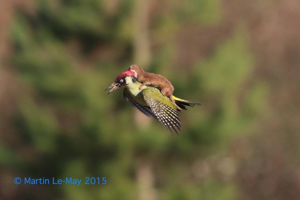 weasel_woodpecker