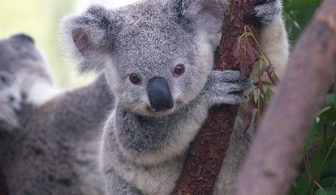 Australian Authorities Secretly Killed Hundreds Of Starving Koalas