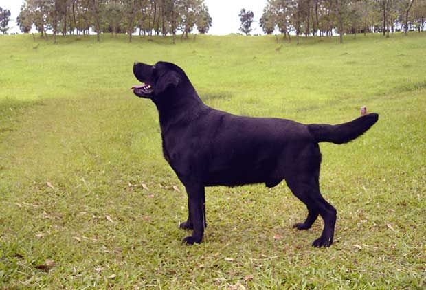 labrador-retriever-dog