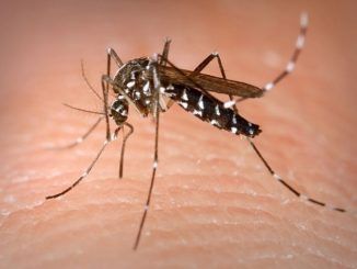 British Biofirm Oxitec Bringing GMO Mosquitoes To Key West