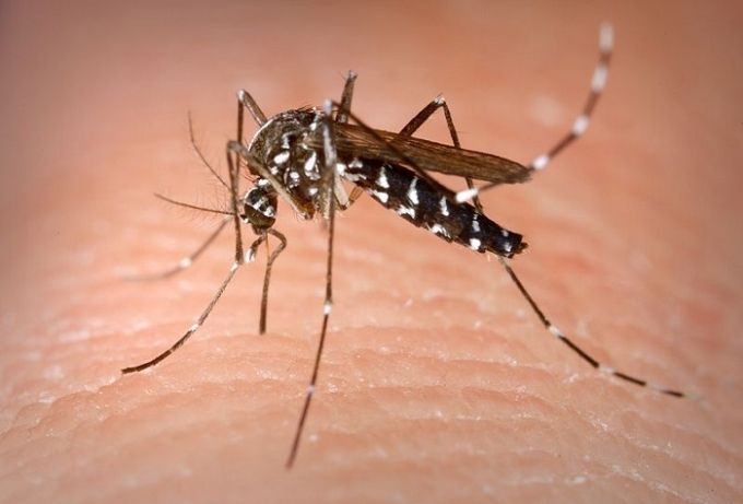 British Biofirm Oxitec Bringing GMO Mosquitoes To Key West