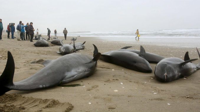 Mysterious Mass Dolphin Beaching In Japan - 150 Feared Dead