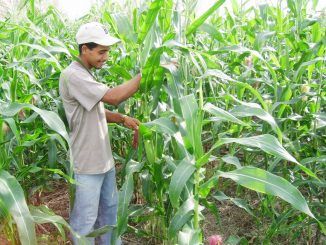 El Salvador Farmers Refuse GM seeds And Kick Monsanto Out