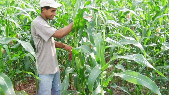 El Salvador Farmers Refuse GM seeds And Kick Monsanto Out