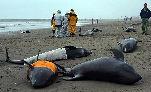 Dead stranded dolphins found near Fukushima with white radiated lungs
