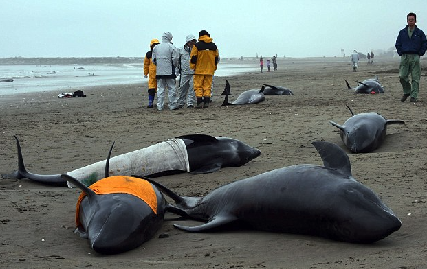 Dead stranded dolphins found near Fukushima with white radiated lungs