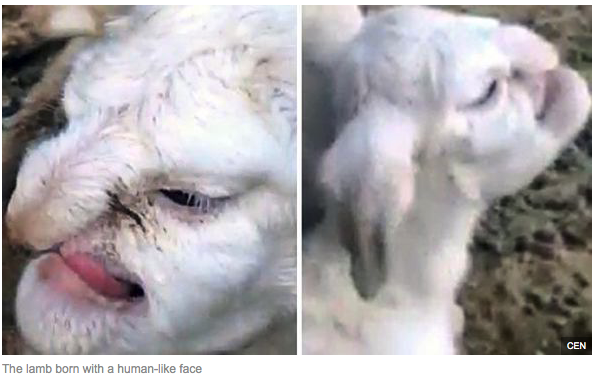 lamb born with human face