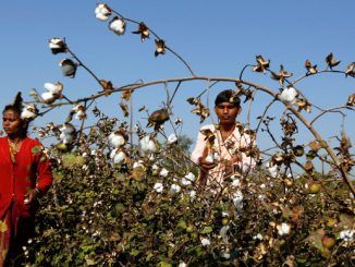 GMO Killer-Cotton - An Indian Nightmare