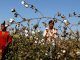 GMO Killer-Cotton - An Indian Nightmare