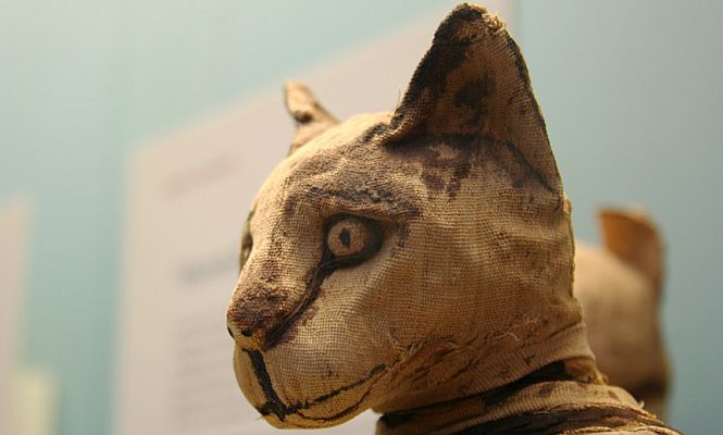 Egypt's animal mummy