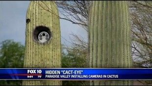 fake cactuses1