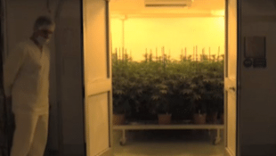 Italian Army Growing Medical Marijuana To Reduce Prices