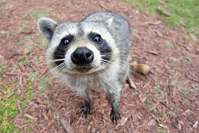 Curious_Raccoon