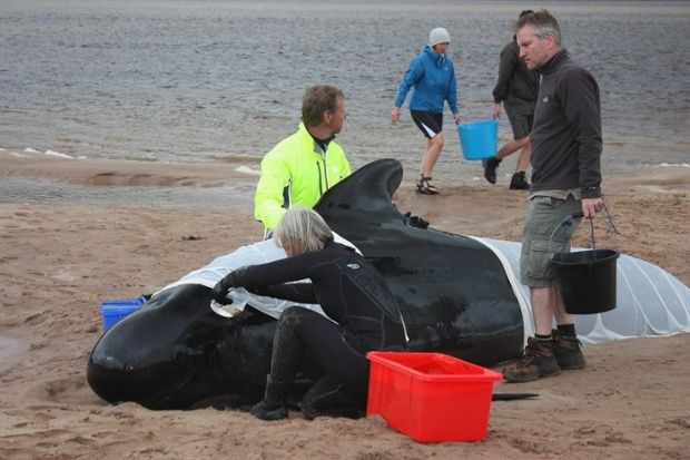 Pilot whale stranded