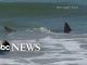 shark Attack - North Carolina