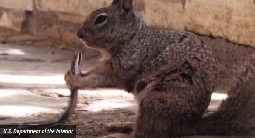 squirrel eating a snake