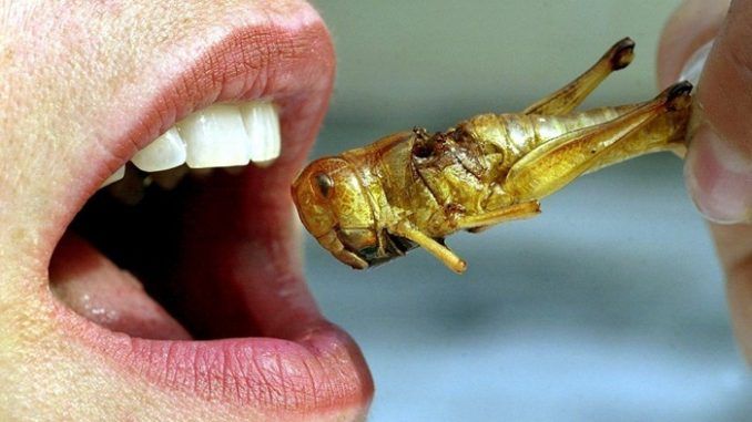 insects & bugs used as food
