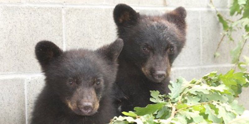 officer who refused to kill bear cubs