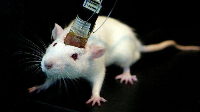 remote-controlled mice