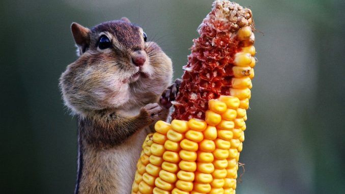Animals suffer by eating GM food, study finds